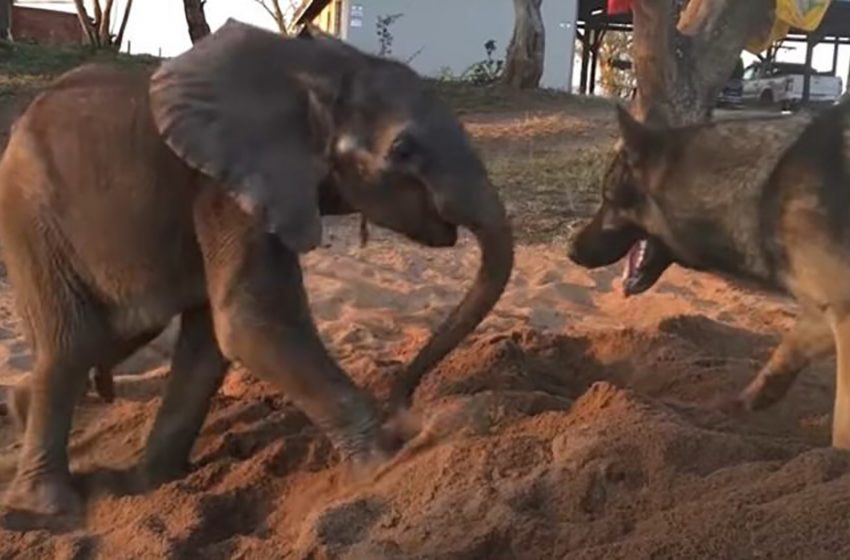  An ill young elephant who had been abandoned by his herd found solace and vigor in a former service dog
