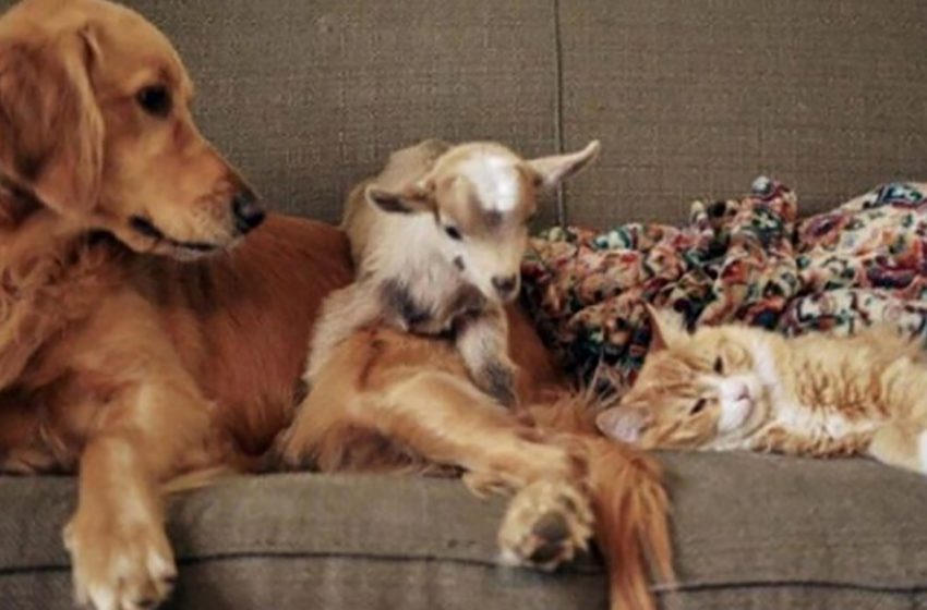  Golden Retriever adopts four young goats and becomes their guardian after falling in love with them