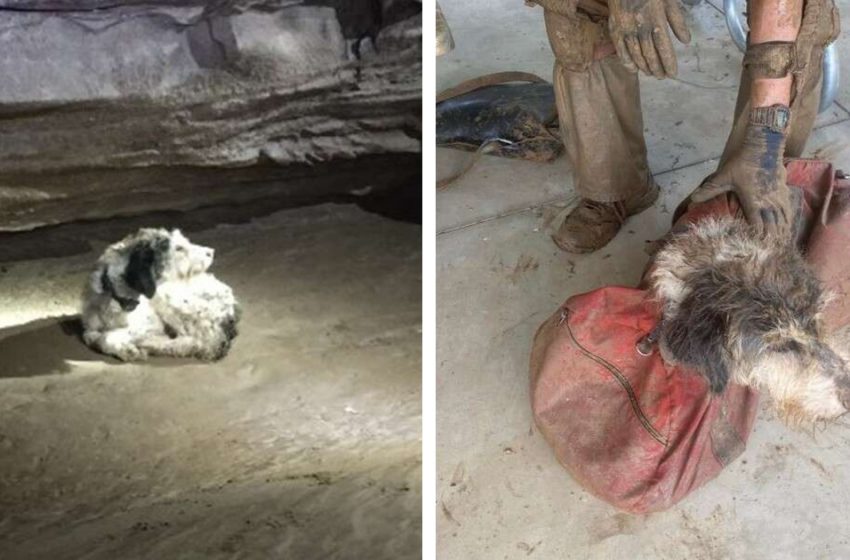  The poor dog, who had been lost for 2 months, was found in a cave and saved by kind people