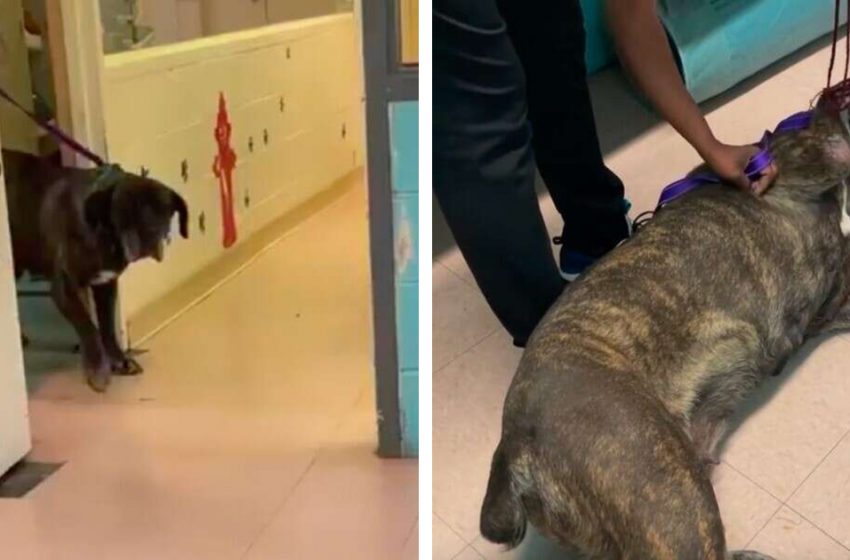  The adorable dog got thrilled to find her family after 5 years