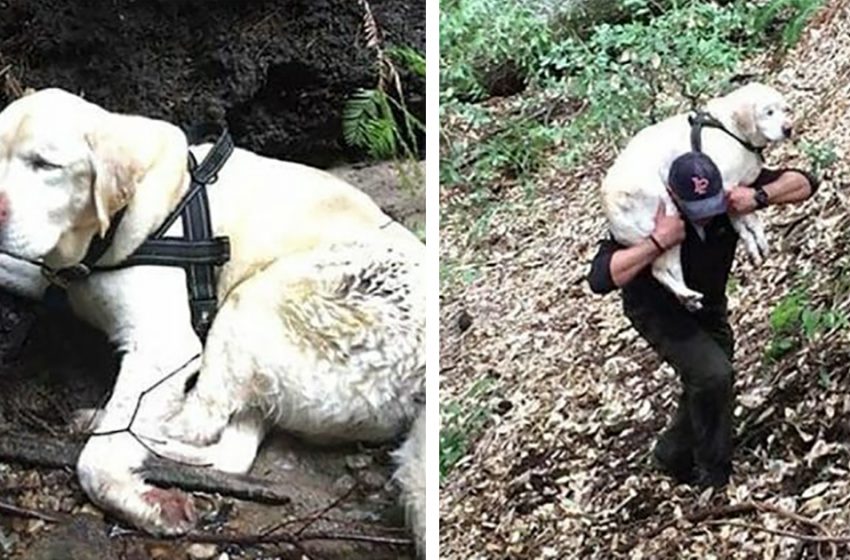  The nice Labrador, who had been lost for over a week, was found and reunited with her owners