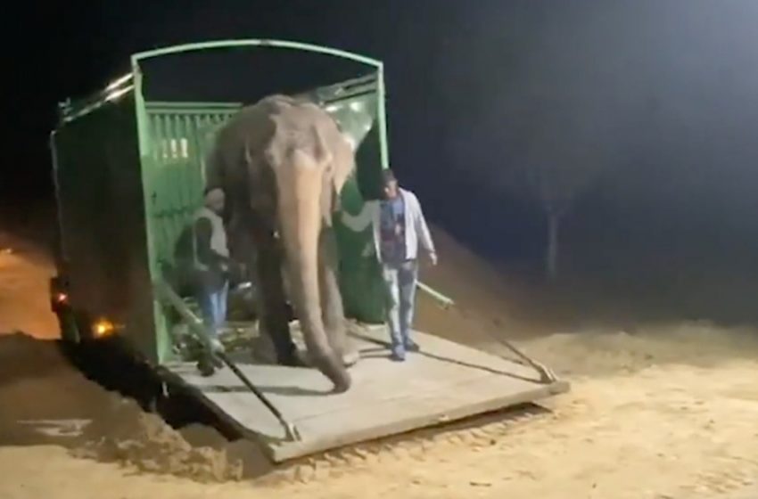  After 45 years of suffering, the blind elephant finally gained freedom and happiness