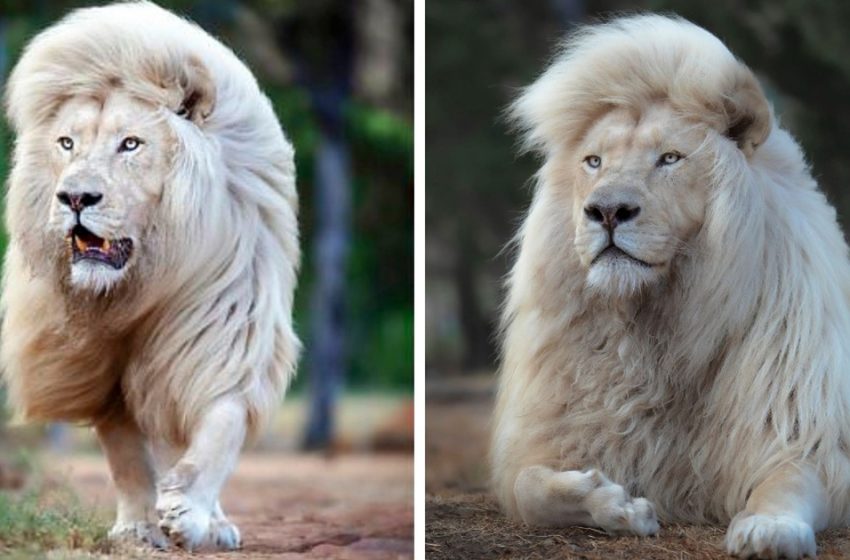  This majestic white lion shows his powerful manner in these awesome pics