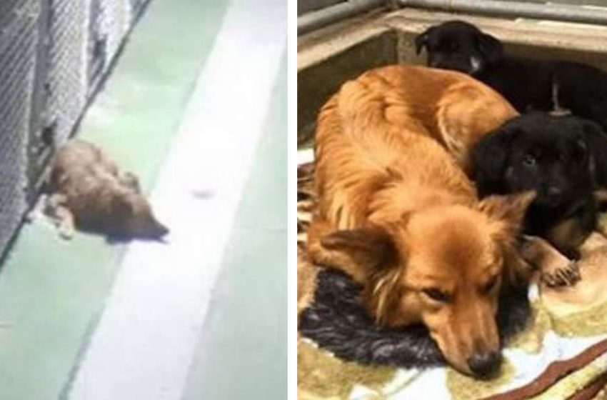  The sweet dog approached the little puppies to comfort and rest them