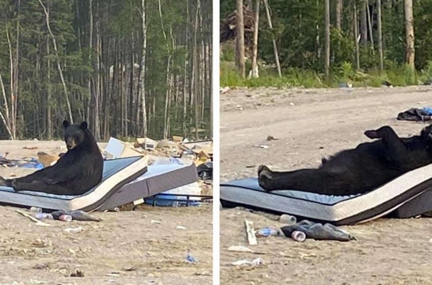  The woman noticed an amazing scene of a huge bear enjoying his life