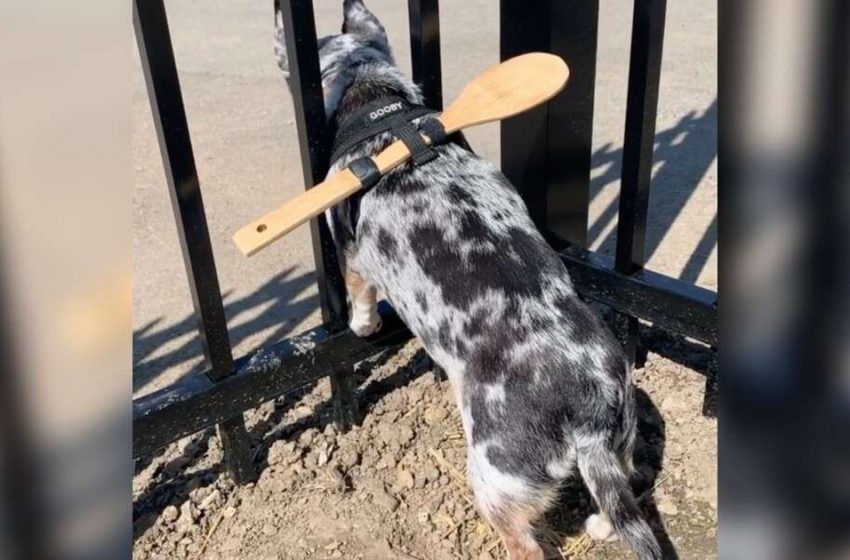  The woman found a smart way to stop her doggie from creeping out of the fence