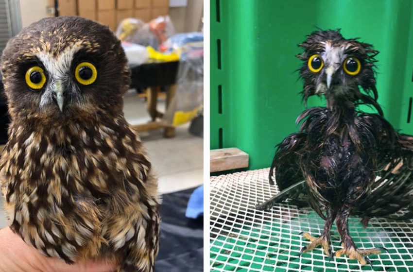  The pics of the sweet owl being bathed are incredibly wonderful