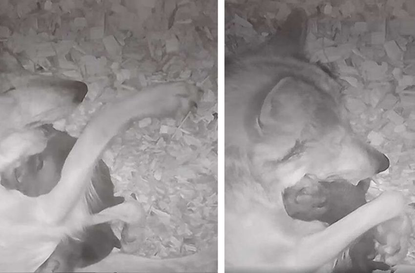  The adorable moment of the wolf mom cuddling her pupps was really warming
