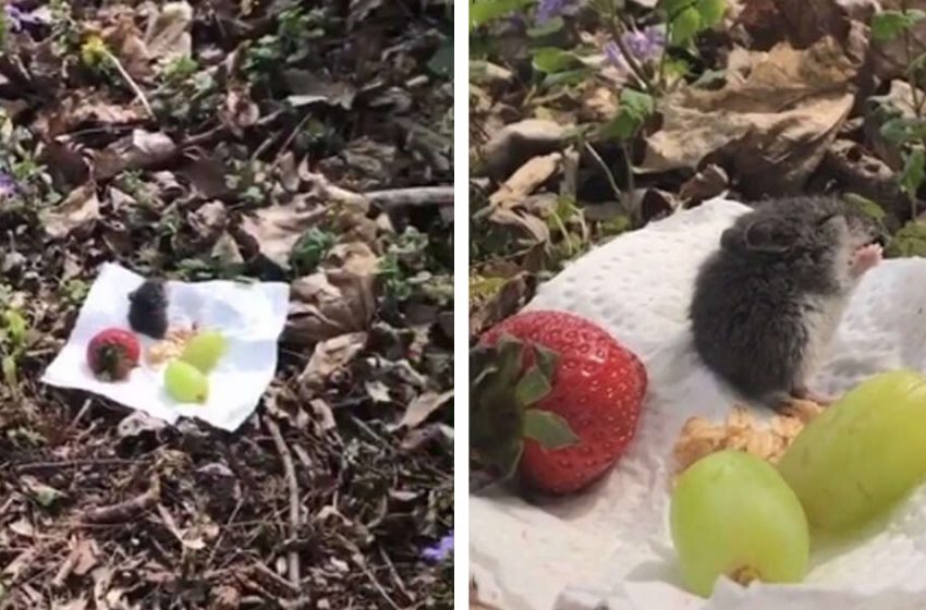  The sweet act of the woman, who organized a little picnic for the tiny mouse, was truely warming