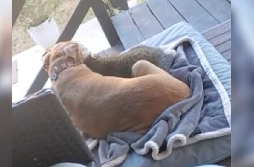  The senior dog and the stray cat had the warmest relationship ever