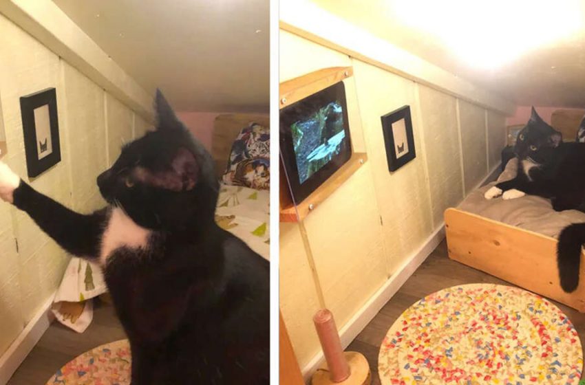  The caring guy made a wonderful room for his sweet cat
