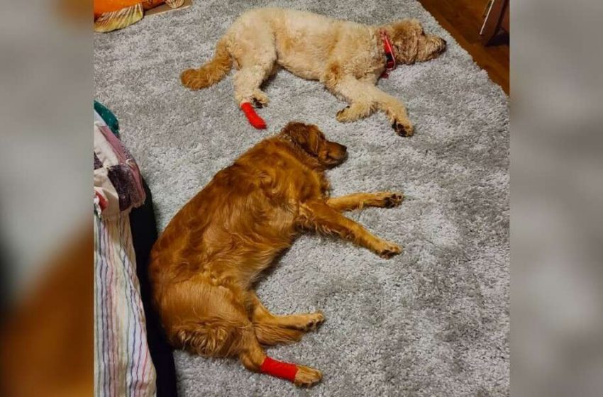  The nice dog pretended to be injured like her little brother to get get the same attention like him