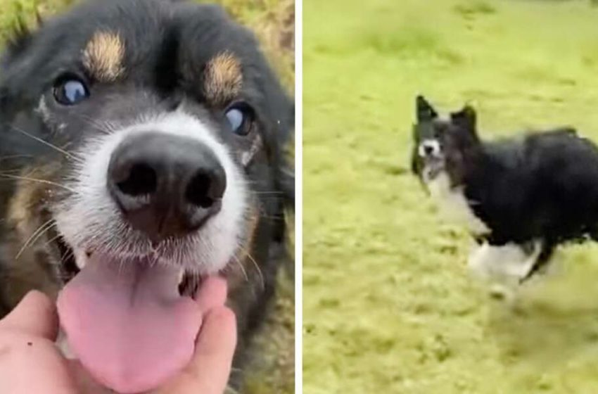  The blind dog finally found his dream place to run and play freely