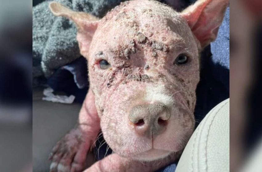  The sweet piglet-looking dog was given a second chance to live properly