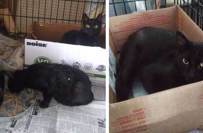  The shelter staff came up with an incredible idea to help the 40 black cats to be adopted