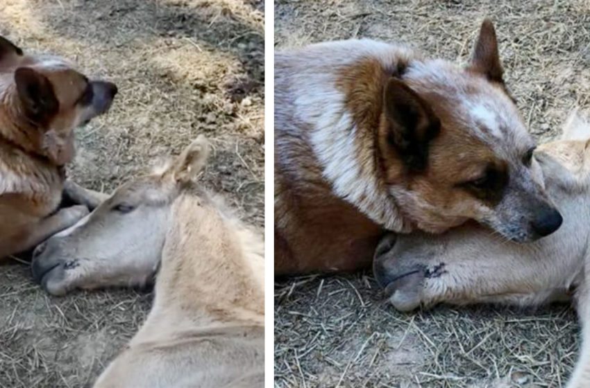  The clever and kind dog comforted the little foal who lost his mother