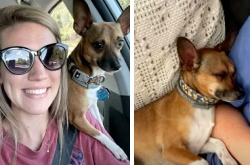  The kind nurse adopted her patient’s dog to provide a proper life for him