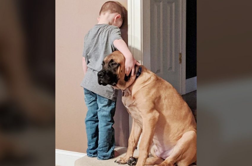 The faithful dog stood by his little human’s side in his “hard” time
