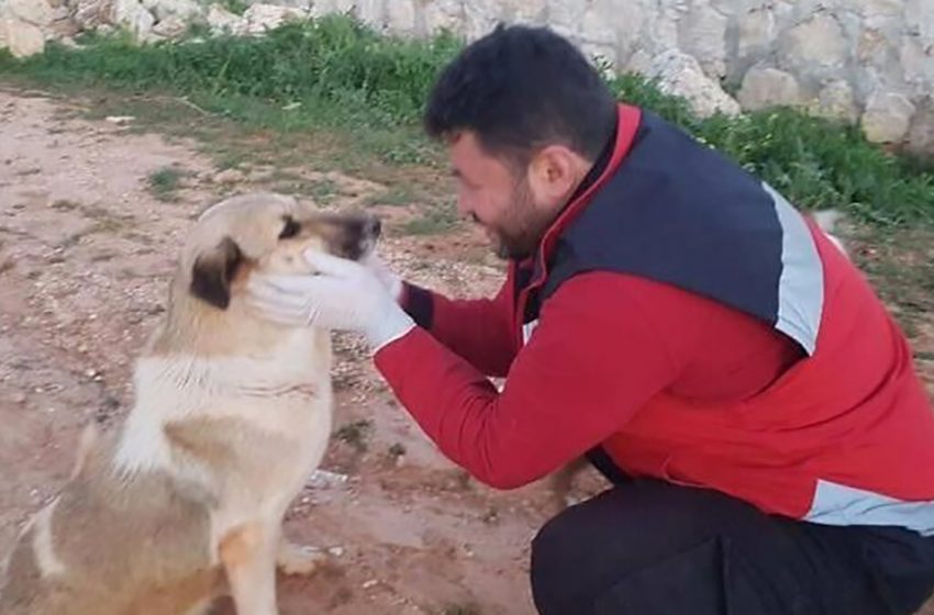  The abandoned dog with her family gained perfect life due to the good-natured man