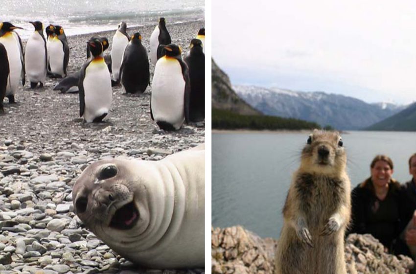  Some hilarious animals that look more photogenic than any top model