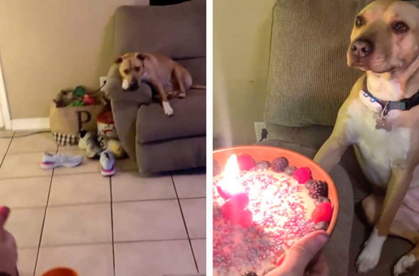  The sweet dog was thrilled to celebrate her bithday in such a special way