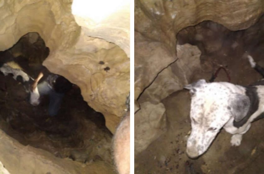  The hikers found a helpless dog in the cave and rescued him