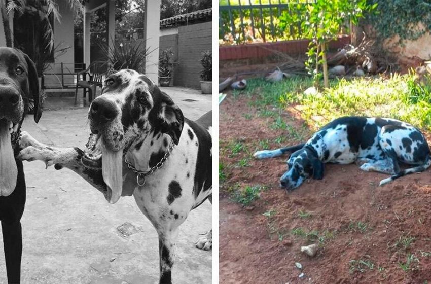  The dog’s final act of love touched everyone to tears