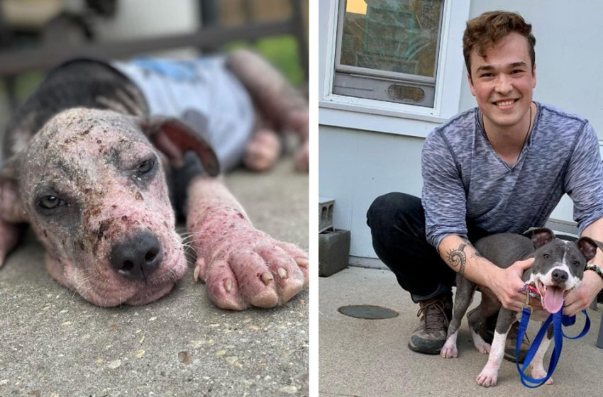  The poor stray puppy eventually was recovered by the help of the kind people