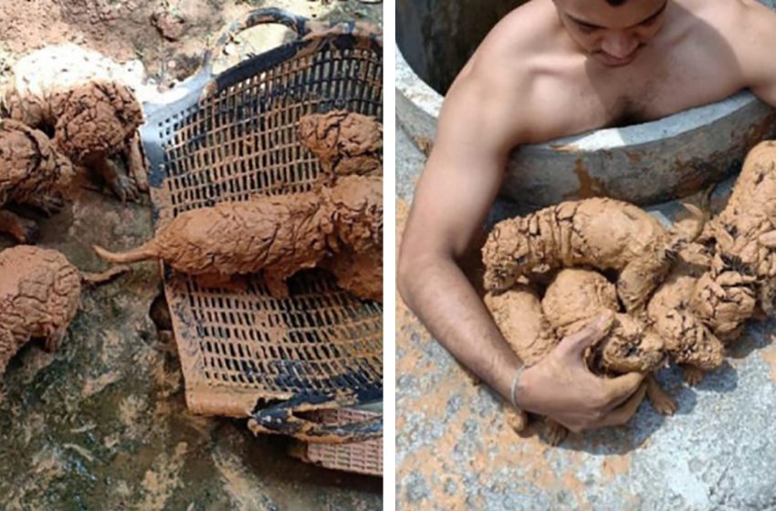  The young man did an incredible act by saving little puppies from the drain