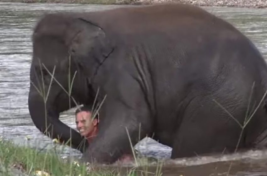  The brave elephant risked her life to save her lovable caretaker