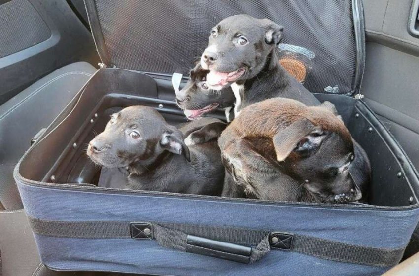  The little puppies, left in a suitcase on the road, were found and had a second chance to live properly