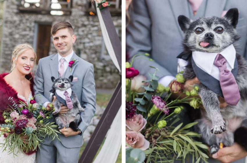  The elder dog played his special role in the couple’s wedding perfectly