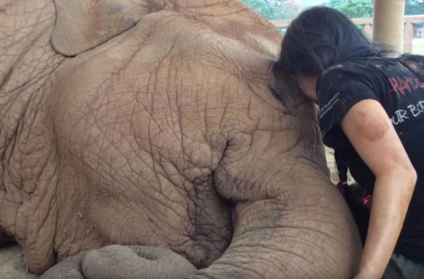  The sweet elephant felt comfortable and protected being with her lovely caretaker