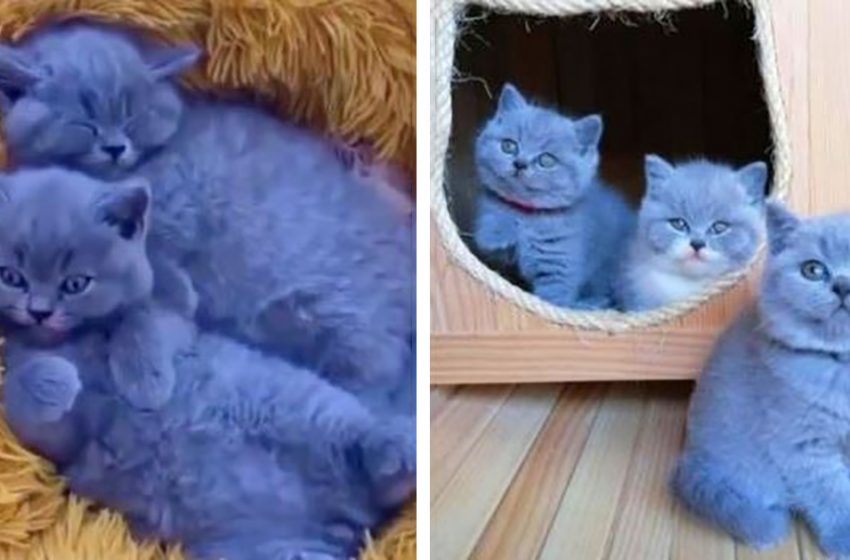  These fluffy blue cats are the most wonderful creatures in the world