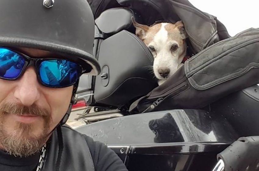  The kind biker saved the poor dog’s life and created an incredible friendship with him