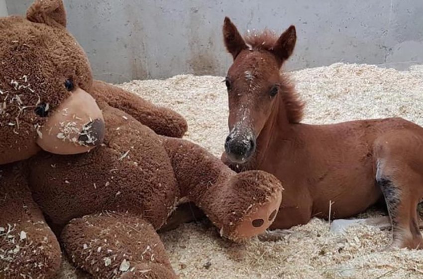  The abandoned little dog found a great comfort being with a stuffed teddy bear