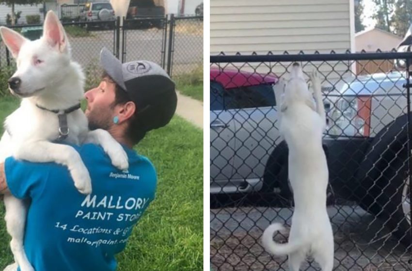  The deaf and blind dog was rescued by a kind family and given the chance of living properly