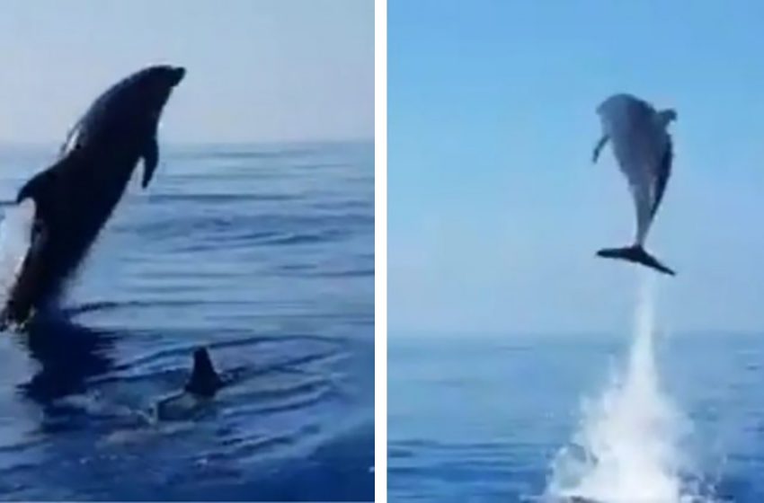  An incredible scene of mother dolphin getting joyful when her baby was released from capture