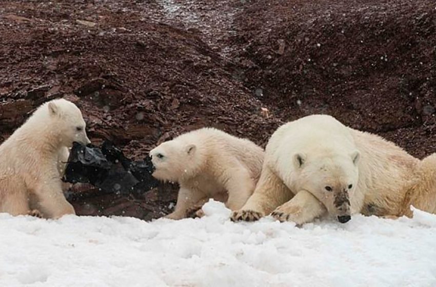  A really depressing scene of polar bears eating plastic bags