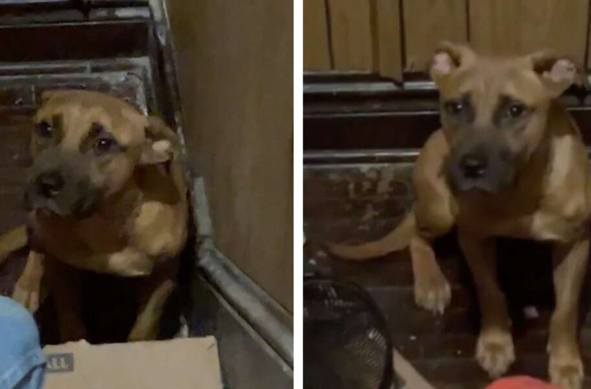  The poor dog was waiting patiently for a kind person to give him a helping hand