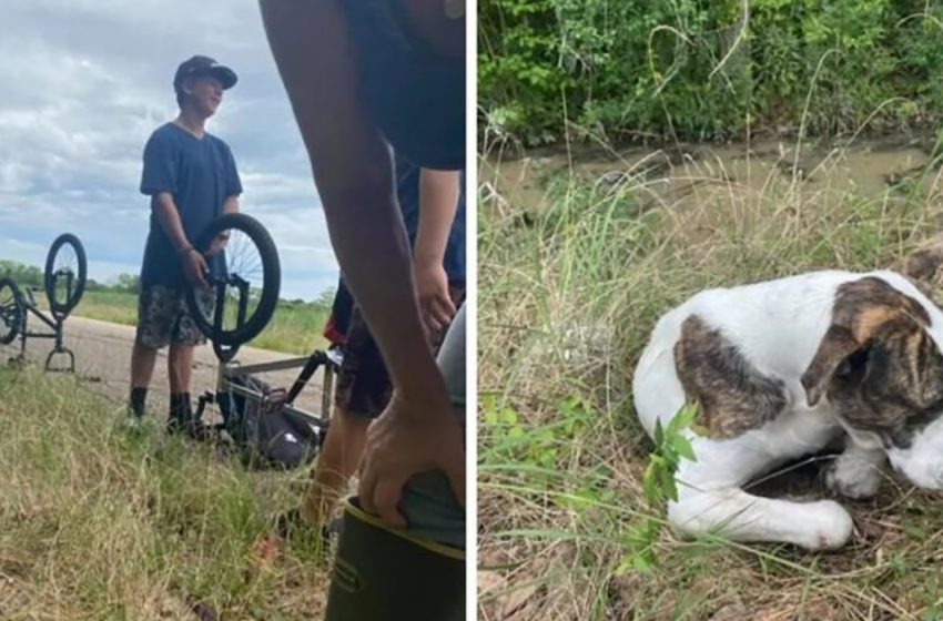  The poor dog, abandoned on the side of the road, was saved by the heroic boys