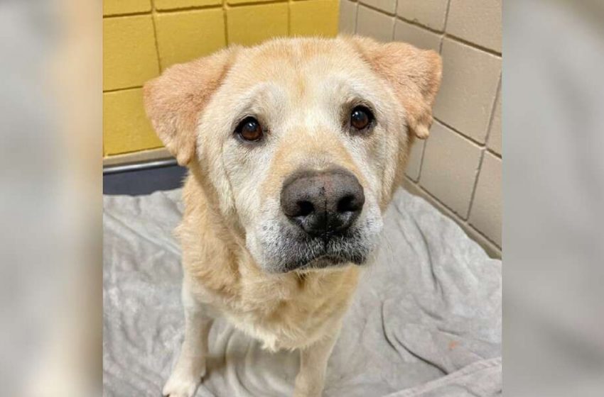  Senior Dog With “Teddy Bear Face” Is Confused About His Seven Returns To The Shelter