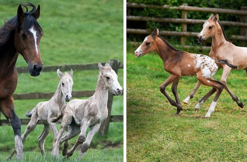  A 19-year-old mare beat all the odds, after she gave birth to a second set of twins
