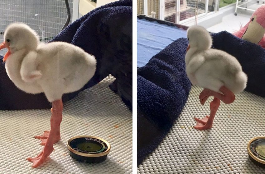  Cute baby flamingo attempts to act adult, but instead becomes an internet star
