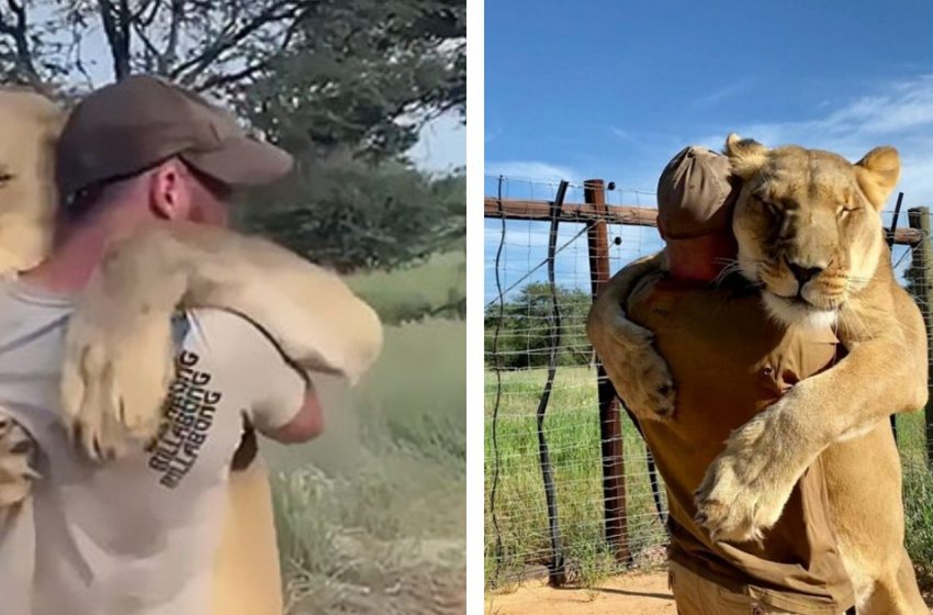  Lioness in need of rescue can’t stop hugging the person who saved her ten years ago