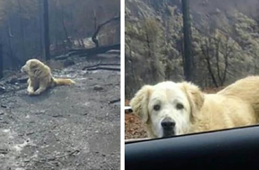  Family is unable to come to their California house to save their dog