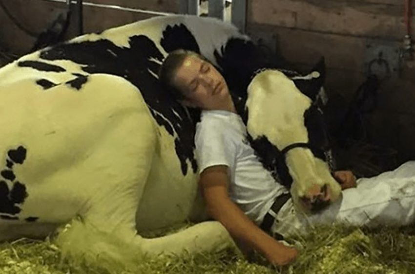  By failing in the dairy fair and falling asleep together, a tired boy and his cow are able to gain Internet popularity