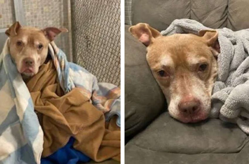  Senior Animal Shelter Dog Requests Daily Tuck-In From Kind Staff