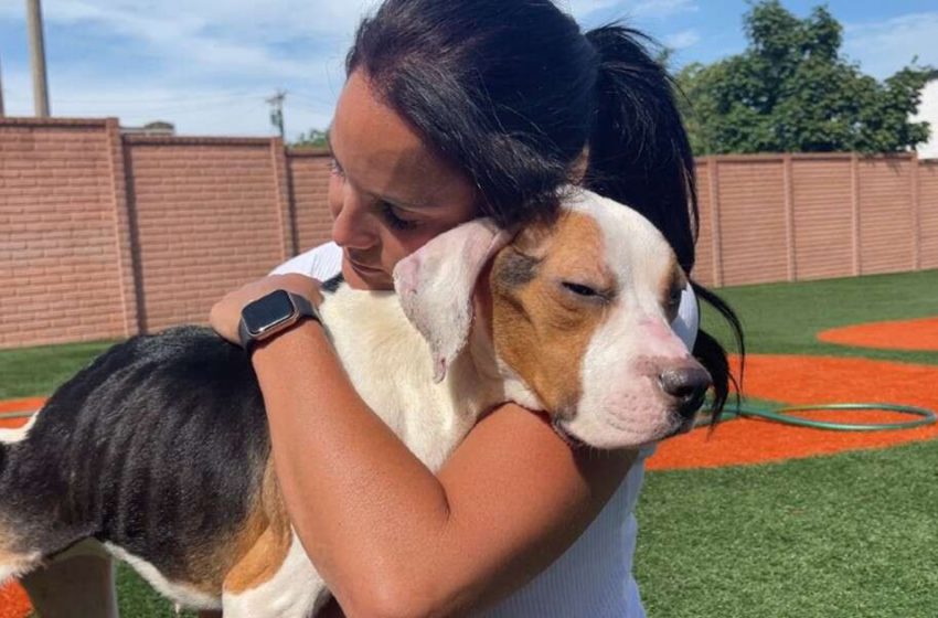  Stray dog who was unable to stand up gives the rescuer her biggest hug