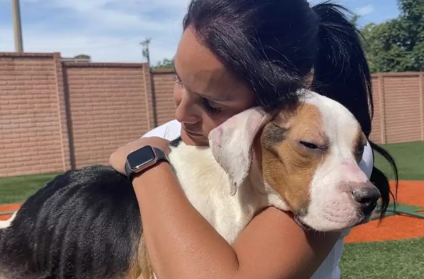  Unable to stand up after being rescued, a stray dog gives the rescuer her biggest hug